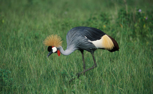 grey-crowned-crane-in-queen-elizabeth-national-park-uganda