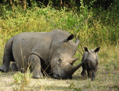 3 Days Ziwa Rhino Sanctuary & Murchison Falls National Park