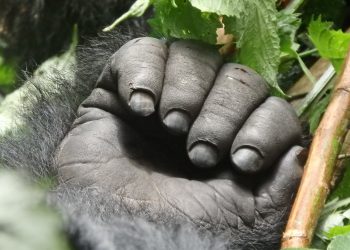 Gorilla Trekking Safari Rwanda