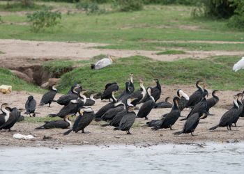 uganda_BIC_tours_birds-0640