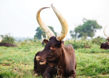 Ankole Cow Mbarara Ankole Cow Mbarara